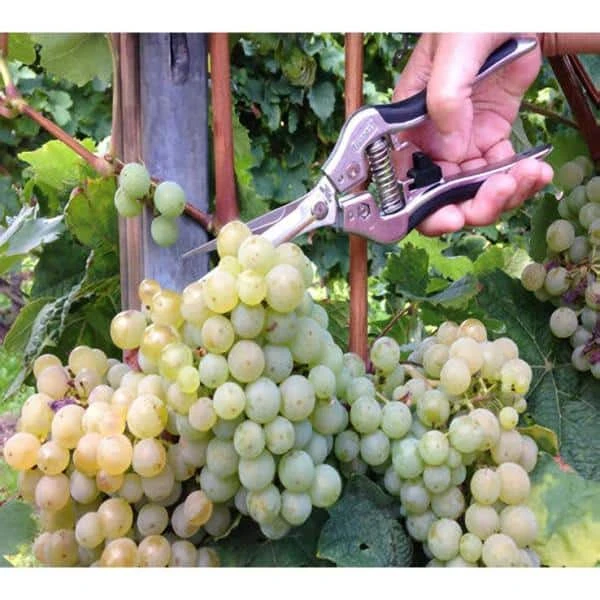 7-1/2 in. Ergonomic Straight-Blade Needlenose Pruning Shears by BARNEL USA 4 7-1/2 in. Ergonomic Straight-Blade Needlenose Pruning Shears by BARNEL USA - Image 2