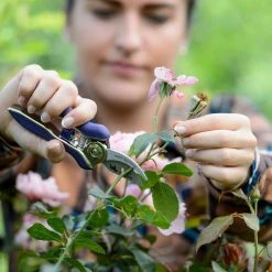 Pedigree 2 in. Stainless Steel Soft Grip Mini Bypass Shears by Unbranded 5 Pedigree 2 in. Stainless Steel Soft Grip Mini Bypass Shears by Unbranded -GARDEN TOOLS Shop pruning shears p40 1700 c3 1000