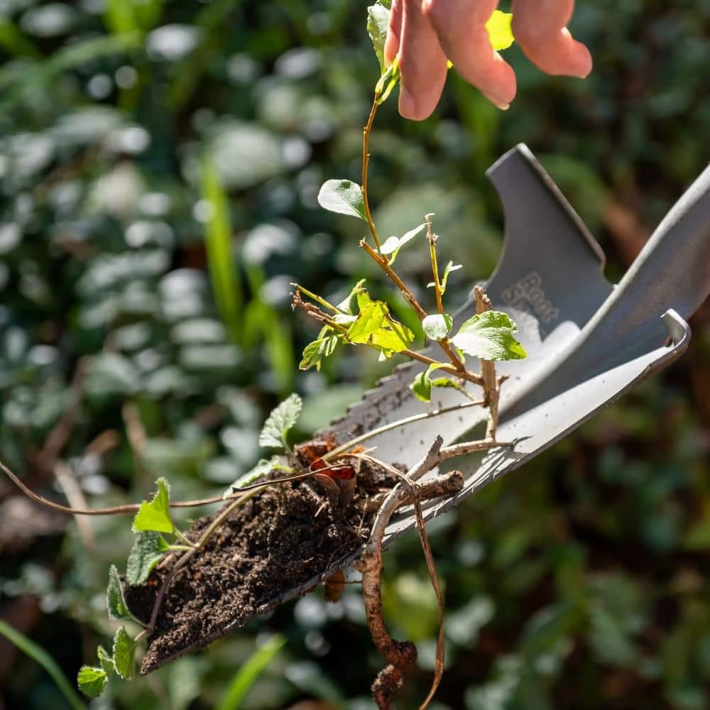 31 in. Fiberglass Handle 40 in. Root Slayer Carbon Steel Nomad Shovel by Radius Garden 7 31 in. Fiberglass Handle 40 in. Root Slayer Carbon Steel Nomad Shovel by Radius Garden - Image 5